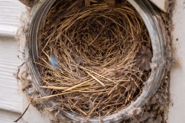 bird nest dryer vent