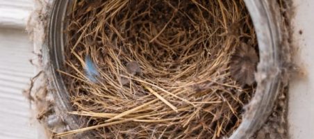bird nest dryer vent