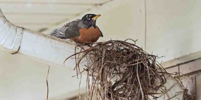 Top view of empty bird nest isolated on white