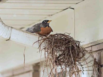 Top view of empty bird nest isolated on white